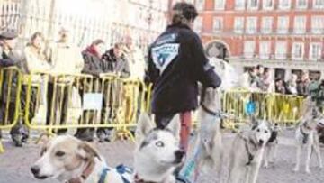 <b>DEMOSTRACIÓN. </b>Seis perros se exhibieron en el centro de Madrid.