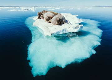 Una triple isla es una isla en un lago de una isla en un lago de una isla. Y la más grande se encuentra en Nunavut uno de los tres territorios que conforman las trece entidades federales de Canadá.