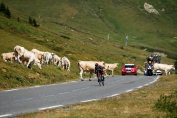 El francés Warren Barguil esquiva al ganado que se cruzó durante el descenso del Tourmalet en la undécima etapa del Tour de Francia 2015.