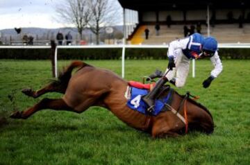 ENERO 2014. Brendan Powell cae del caballo Flaming Charmer en el hipódromo de Wincanton., Inglaterra. 
