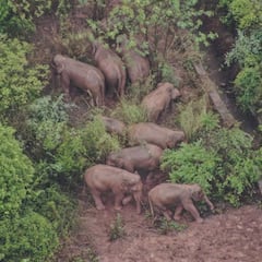 Species population numbers “plummet by 69%”, more evidence of Earth’s mass extinction