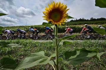 El pelotón atravesando un campo de girasoles localizado en la región de Piemonte durante la tercera etapa.