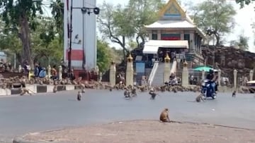 ¡Impresionante!: la batalla entre monos por la escasez de comida en la cuarentena
