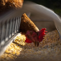 Aviso de la OMS: la gripe aviar en humanos llega por primera vez a España