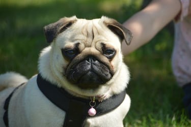 Las razas de perros que menos ladran: ¿cuáles son los más tranquilos?