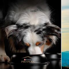 Los mejores piensos para perros según la OCU: Purina es el ganador