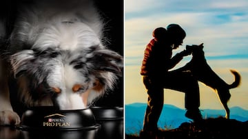 ?Cu¨¢l es mejor pienso para perros?