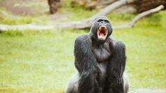 In this viral clip, bizarrely calm passers-by almost get caught up in an incredible fight between the big cat and around 50 primates.