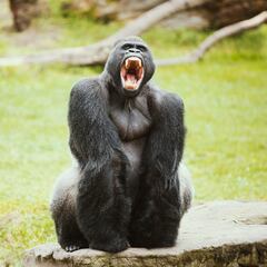 Gorila en Hidalgo: dónde lo vieron, por qué son peligrosos y últimas noticias