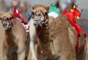 Se celebró en Dubai la Al Marmoom Heritage Festival, un acontecimiento que promueve el deporte tradicional de la carrera de camellos en la región. Los participantes lo hacen a través de un jinete robótico con control remoto. 