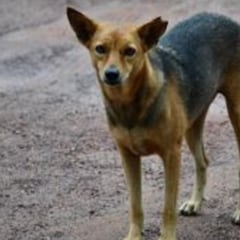 Muere una joven atacada por perros callejeros en Italia