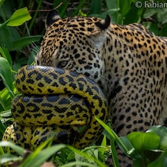 El impresionante enfrentamiento que se vivió en Pantanal: la lucha entre dos de los animales más peligrosos del mundo
