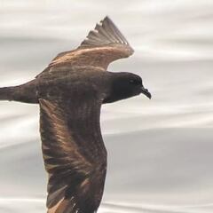 Captan en el norte de Chile a un pájaro que anida en Estados Unidos: “Lo primero que se me vino a la cabeza...”
