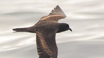 Captan en el norte de Chile a un pájaro que anida en Estados Unidos: “Lo primero que se me vino a la cabeza...”