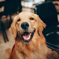 ¿Cómo es la nueva ley que prohíbe la venta de perros y gatos en tiendas de mascotas en Nueva York?