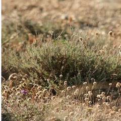 Los cazadores aragoneses, esenciales en la lucha contra la plaga de conejos