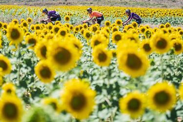 Ángel Madrazo (Burgos-BH), Joan Bou (Euskaltel) y Carlos Canal (Burgos-BH), el trío de escapados que fueron protagonistas en la cuarta etapa de La Vuelta, que unió las localidades de Burgo de Osma (Soria) y Molina de Aragón (Guadalajara), atraviesan un espectacular campo de girasoles típico de la región castellana de inicio de la etapa.