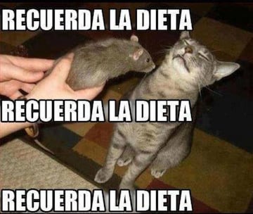 No te pierdas estos divertidos memes para conmemorar el 'Día Internacional del Gato' .