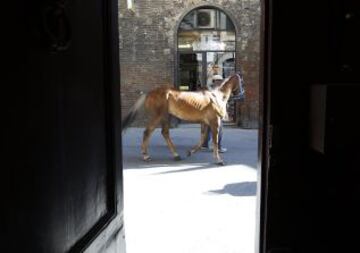 En Siena, desde mediados del siglo XVII, se celebra esta carrera de caballos a pelo con la intención de ganar el Palio, una bandera de seda que representa la Virgen con el Niño.