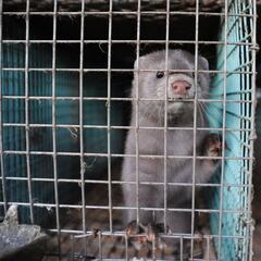 Así es el coronavirus que ha mutado en Dinamarca