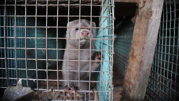 Así es el coronavirus que ha mutado en Dinamarca