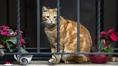 Un gato observa a trav&eacute;s de los barrotes de la ventana de un domicilio.