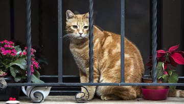 Un gato observa a través de los barrotes de la ventana de un domicilio.