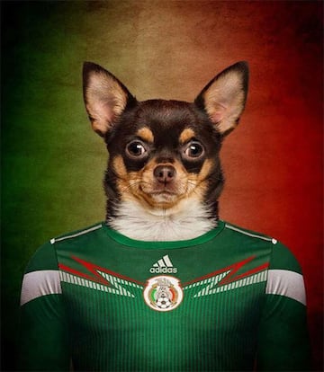 Así serían las selecciones de un Mundial canino