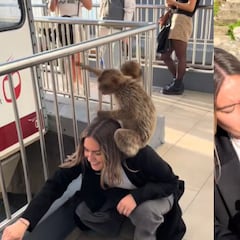 Una mujer visita Gibraltar y acaba con un ‘problema’ del Peñón sobre su cabeza: “Ese hoy duerme en el sofá”