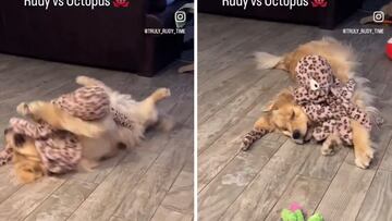 La viral pelea entre un Golden retriever y un ‘pulpo’ que arrasa en redes sociales