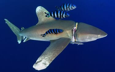 Un regulador de buceo rodea el cuello de un tiburón oceánico de puntas blancas dañando sus branquias. La foto está hecha en el Mar Rojo, en Egipto, y es "una representación visual de lo que le estamos haciendo al océano", explica su autor, Joe Daniels. Unas semanas después, pudieron coger al tiburón y quitarle el regulador. 