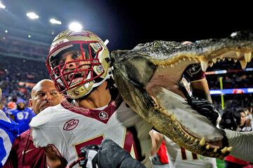 Los Florida Gators, nombre que viene de la nutrida presencia de caimanes en ese estado de EE UU, son una institución en el fútbol americano universitario del país. Por eso en la imagen un jugador de los Seminoles de Florida State celebra con sorna, como si hubieran cazado uno de esos animales, la victoria en el derbi estatal del sábado.