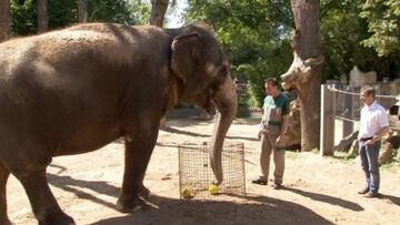 Un elefante pronostica que Portugal será campeón