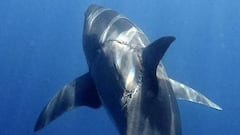 Un tibur&oacute;n blanco grande con una cicatriz gigante en la espalda. 