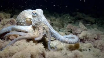 Tras cinco meses siguiendo a Salvador, los biólogos han logrado registrar un uso diferenciado entre cada uno de los apéndices bifurcados y regenerados.