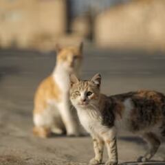 Los tres tipos de gatos que existen según la Ley de Bienestar Animal