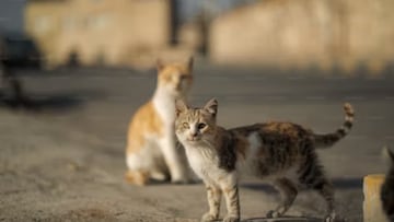 La aldea de Granada con más gatos que habitantes