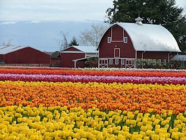 Los 10 campos de flores m¨¢s espectaculares del mundo