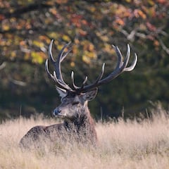 Muere un hombre de 91 años tras ser atacado por un ciervo