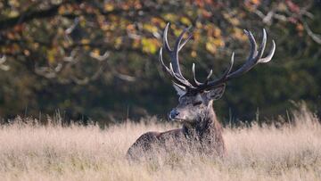 Muere un hombre de 91 años tras ser atacado por un ciervo