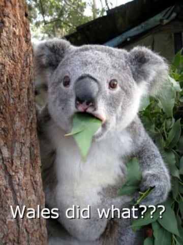 Wales 3-1 Belgium: memes, jokes, quips, cracks, pics...