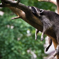 Claves para conciliar el sueño: cómo dormir (bien) y recuperar energía