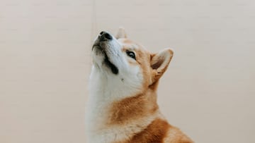 Perro mirando a la nada