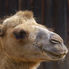 Grave accidente en la N-II por dos bueyes y un dromedario