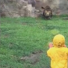 Un león intenta atacar a un niño de dos años en un zoo de Japón