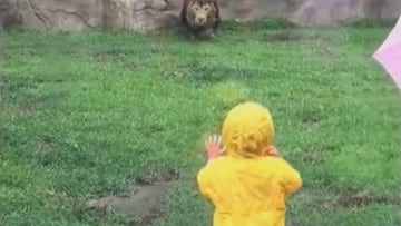 El v&iacute;deo viral que muestra al le&oacute;n intentando atacar al menor de dos a&ntilde;os en un zoo japon&eacute;s.