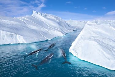 Vista aérea de cuatro ballenas jorobadas (Megaptera novaeangliae) nadando entre icebergs en Groenlandia. Las ballenas jorobadas se encuentran principalmente en Groenlandia de mayo a octubre, y solo unos pocos ejemplares permanecen durante el invierno. El cambio climático está teniendo un profundo impacto en Groenlandia. En los últimos años, se han avistado ballenas jorobadas más al norte de lo habitual. Fiordo helado de Ilulissat, Patrimonio Mundial de la Unesco, Groenlandia.