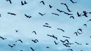 Las parvadas de cuervos siguen invadiendo a Sunnyvale, California. La ciudad comenzará a usar láseres verdes para combatir a las aves. Aquí los detalles.