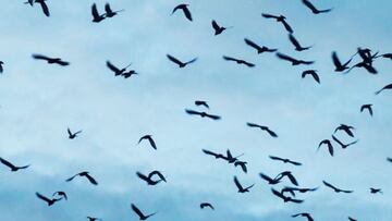 Las parvadas de cuervos siguen invadiendo a Sunnyvale, California. La ciudad comenzar&aacute; a usar l&aacute;seres verdes para combatir a las aves. Aqu&iacute; los detalles.