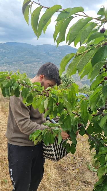 El desastre de la campa?a de cerezas del Valle del Jerte causa p¨¦rdidas de 80 millones de euros